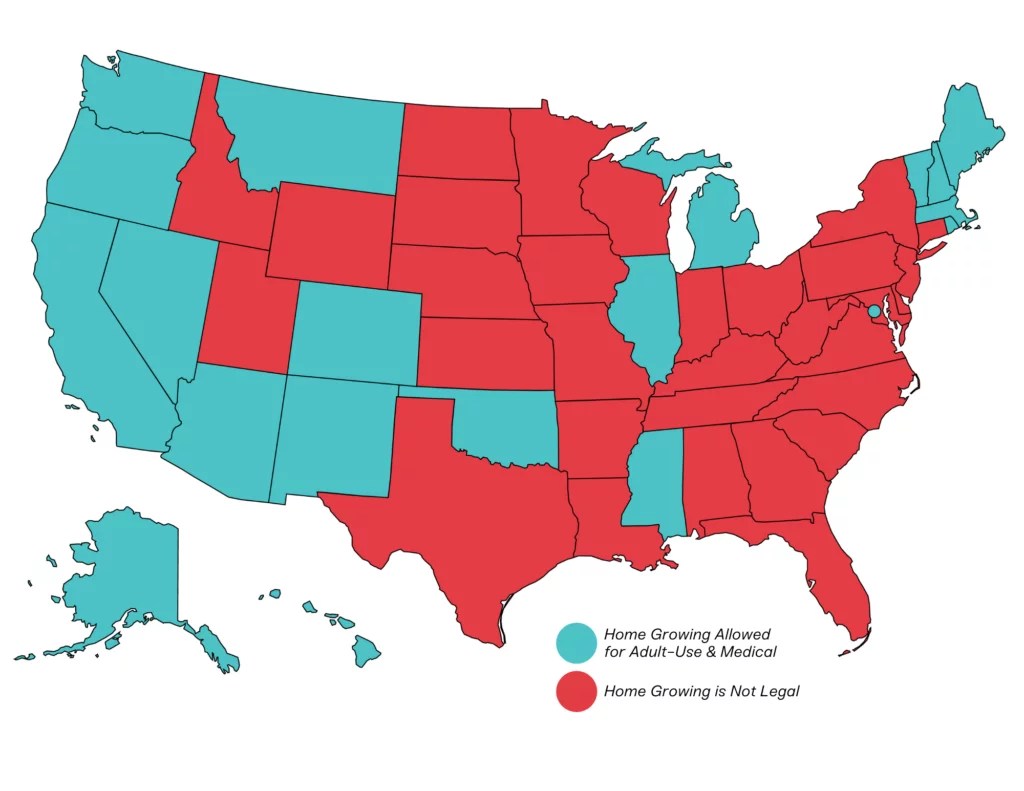 The Best Guide on How to Grow Weed at Home