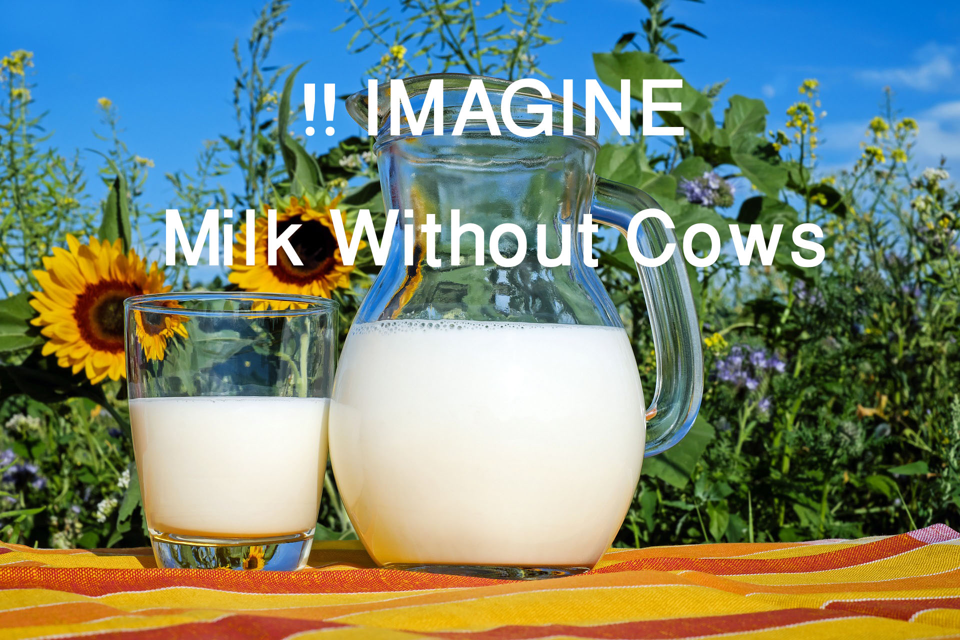 Cow Milk without a cow How to produce cow milk without a cow