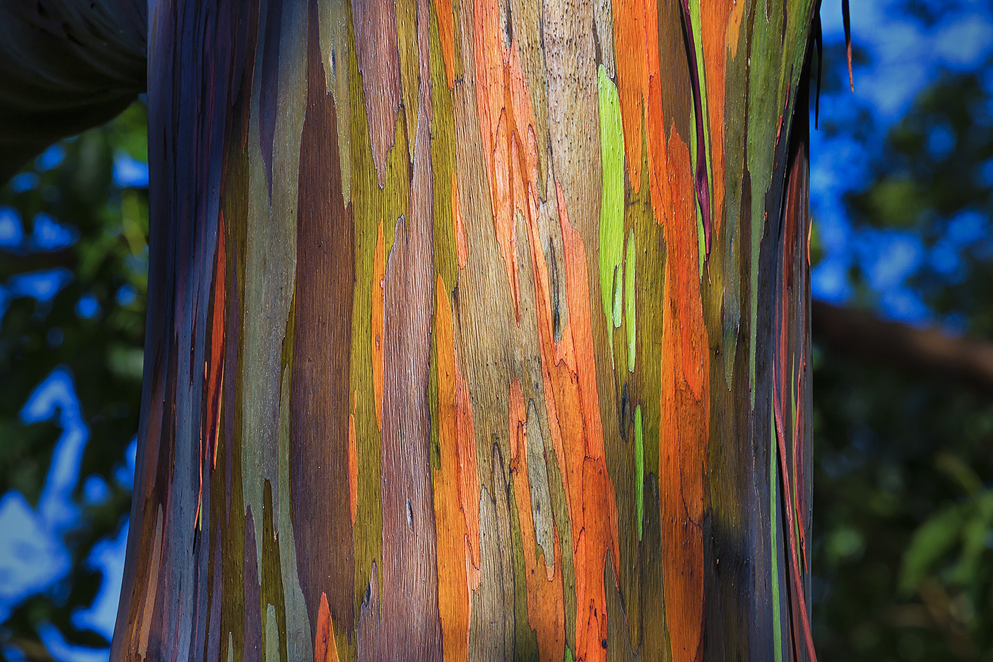Rainbow Eucalyptus Dots on Screen