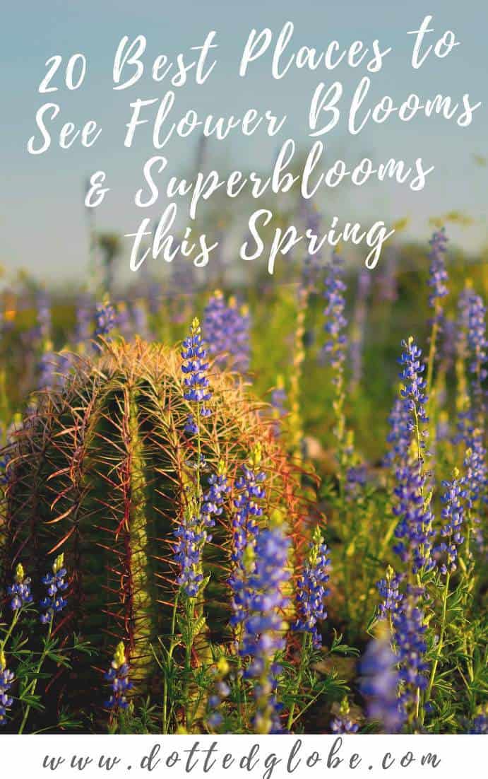 20 Best Destinations for experiencing stunning spring flowers in the US