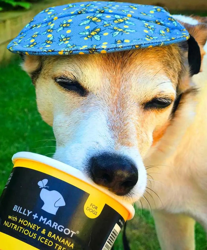 Dog Eating an Ice Cream Dotty 4 Paws