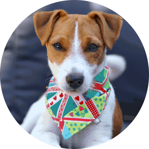 Dog Friendly Places Dotty 4 Paws