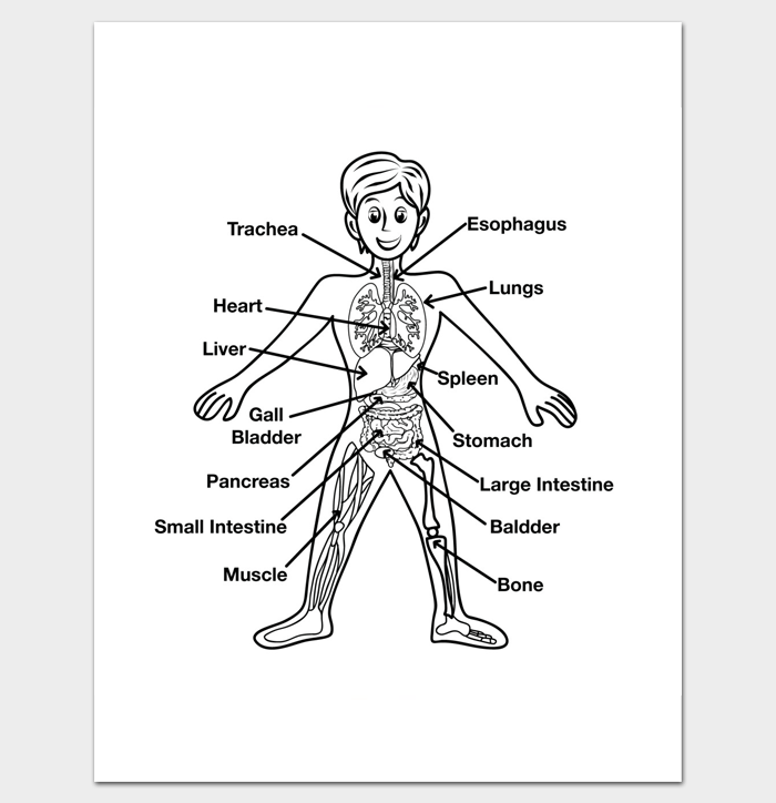 Human Body Outline Template - 32+ Printable Worksheets & Samples