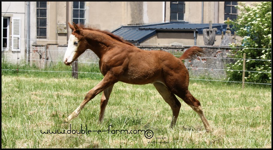 Royal Gun Lynx Double E Farm