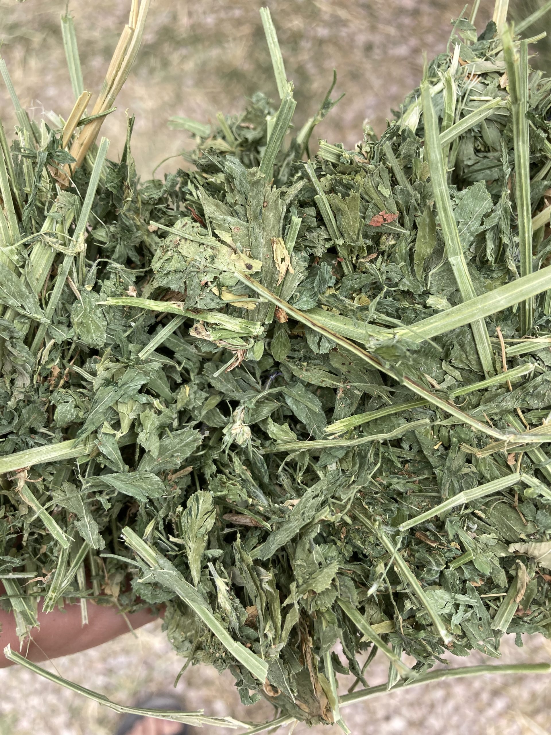 Alfalfa Hay For Horses