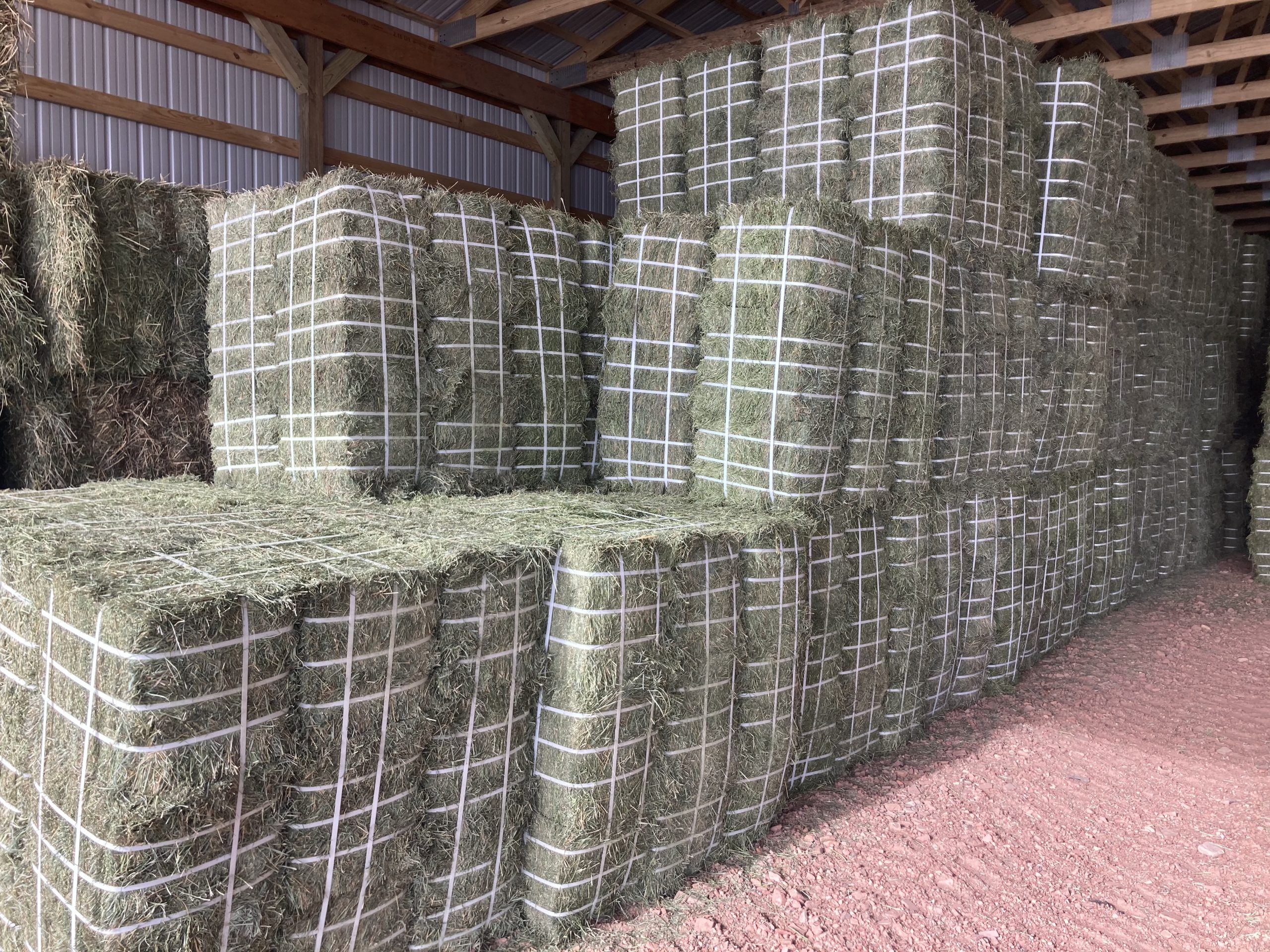 Horse Hay for Sale 1st Cutting 70 Orchard 30 Alfalfa Small Bale Bundles