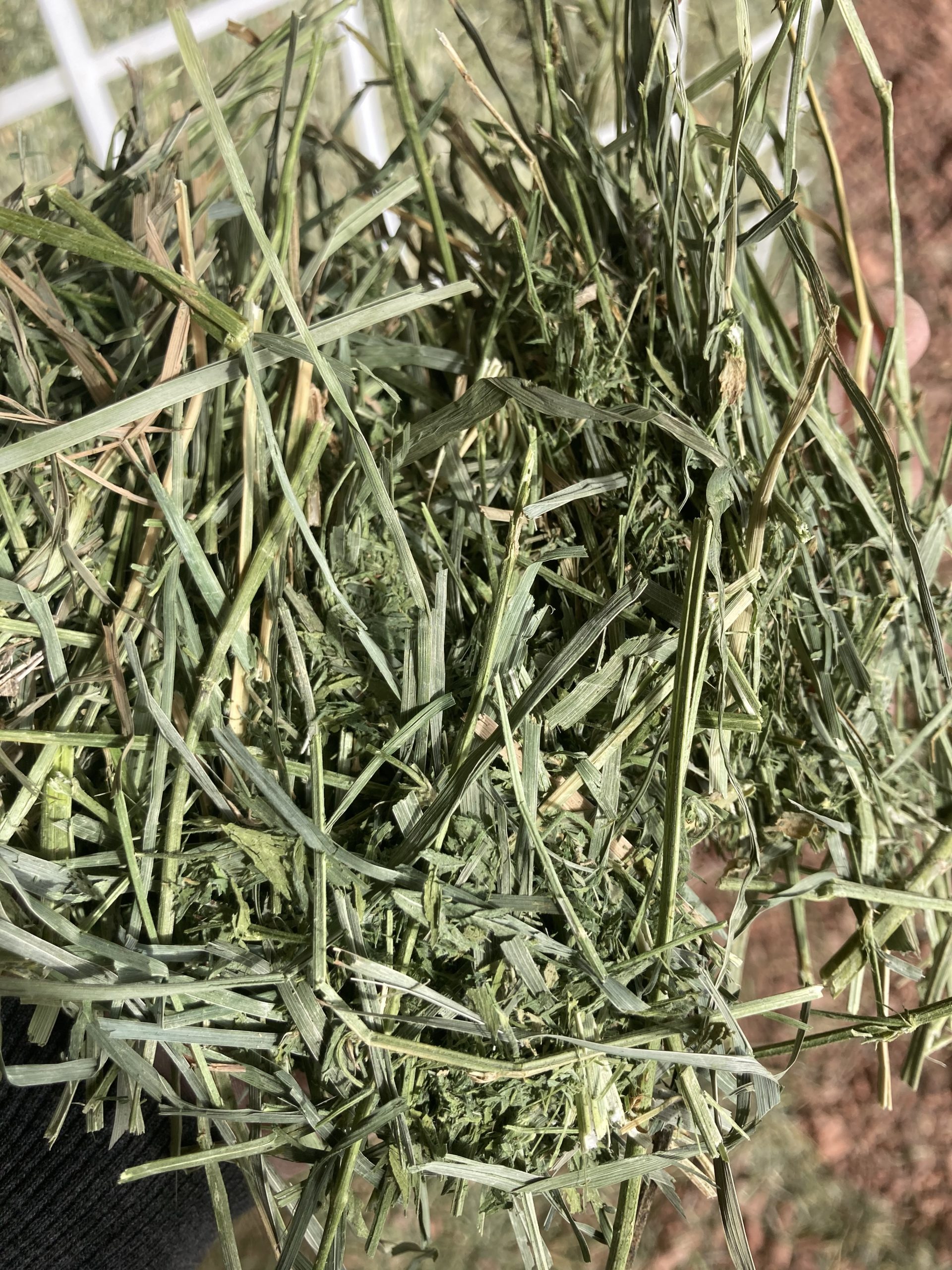 Horse Hay for Sale 1st Cutting 70 Orchard 30 Alfalfa Small Bale Bundles