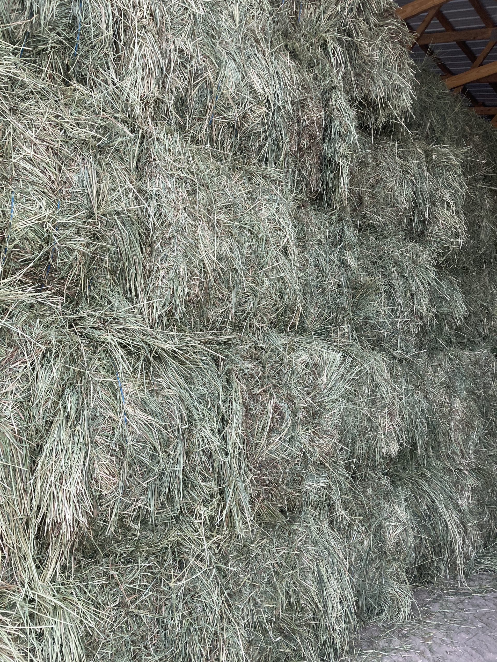 Horse Hay for Sale 1st Cutting Orchard Grass 3x3