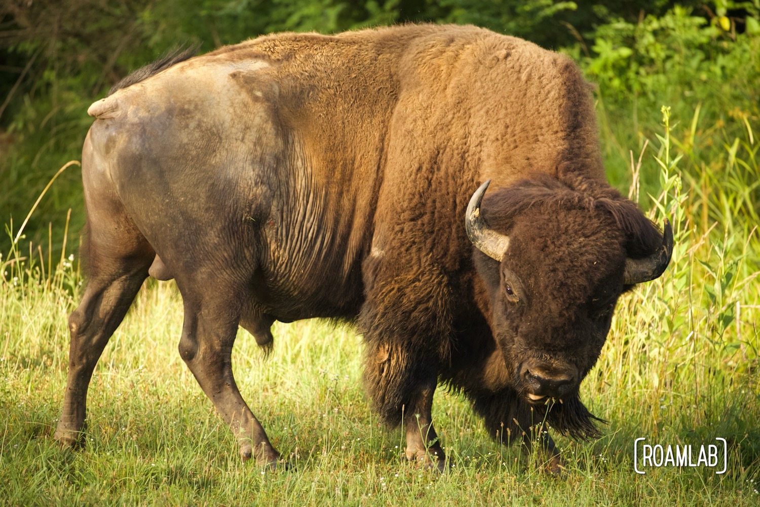 Elk and Bison Prairie Land Between the Lakes Roam Lab