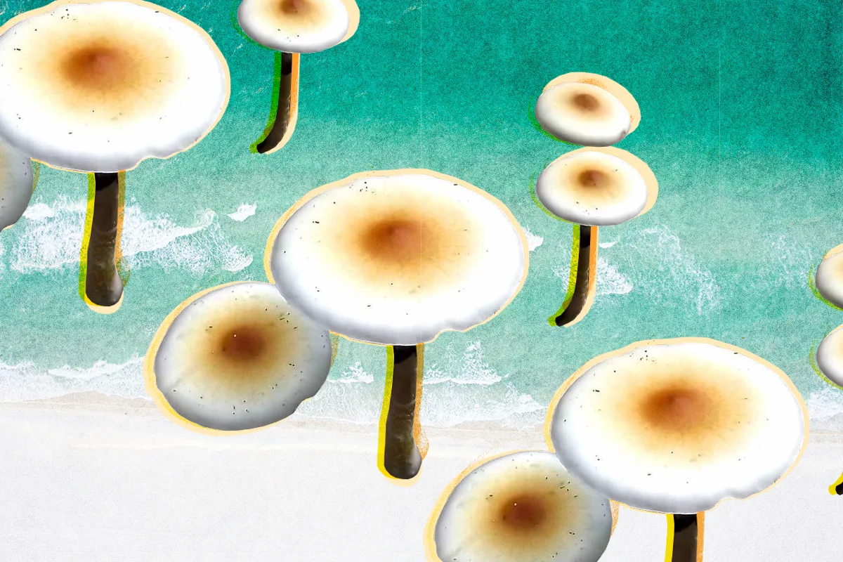 Treasure Coast Mushrooms An Enthusiast's Guide DoubleBlind Mag