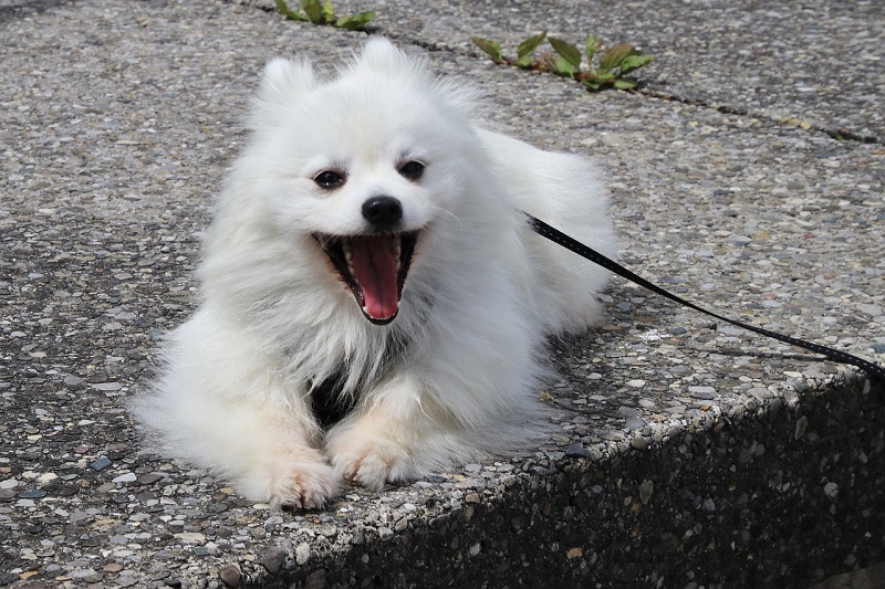 Japanese Spitz Dog Breed Double Coated Dogs