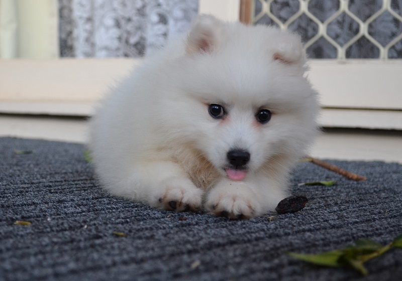 Living with a Japanese Spitz Double Coated Dogs