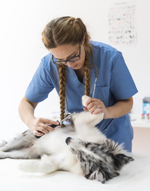 Paralysis Tick Prevention Double Coated Dogs