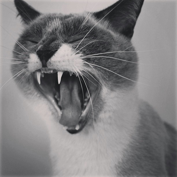 Can My Landlord Charge Pet Rent in Massachusetts?