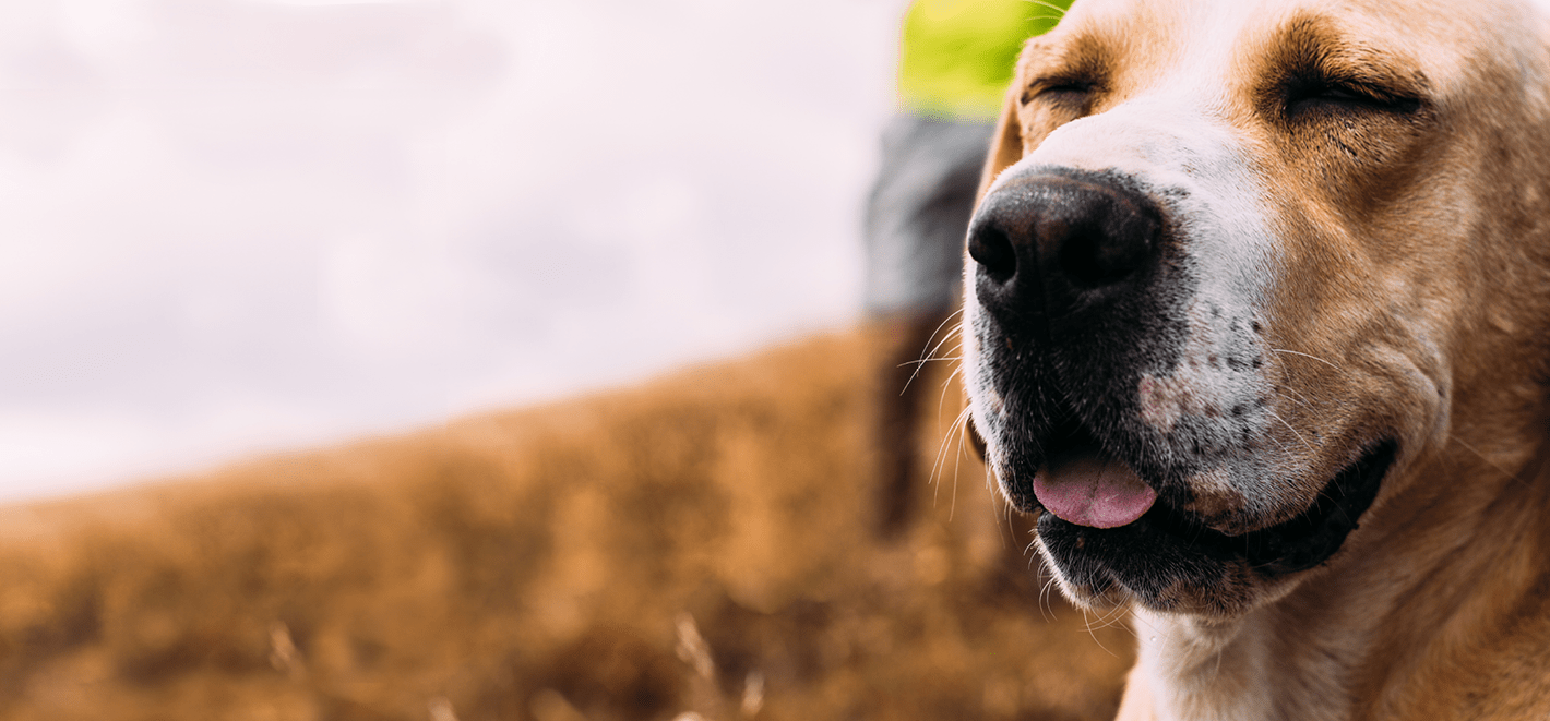 Double Dog Rescue Reputable All Breed Dog Rescue in New England