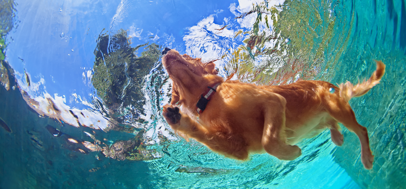 Double Dog Rescue Allbreed dog rescue in New England