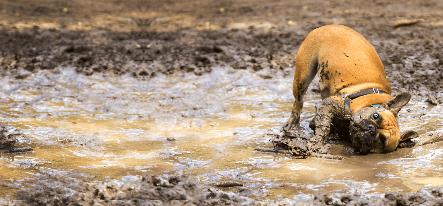 Double Dog Rescue Allbreed dog rescue in New England