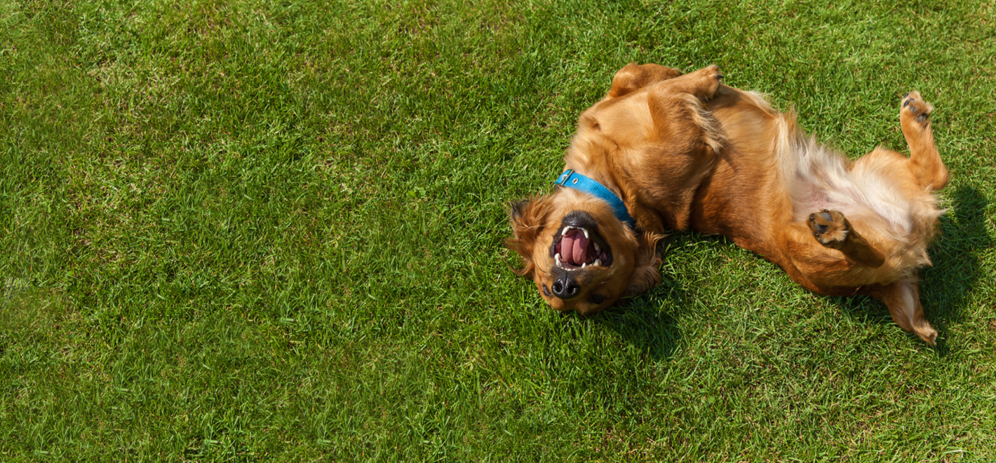 Double Dog Rescue Allbreed dog rescue in New England