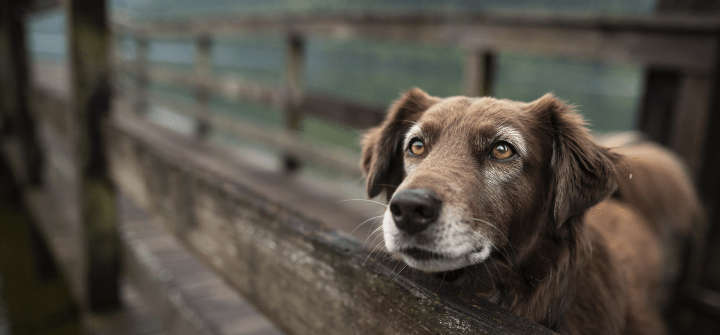 Double Dog Rescue Allbreed dog rescue in New England