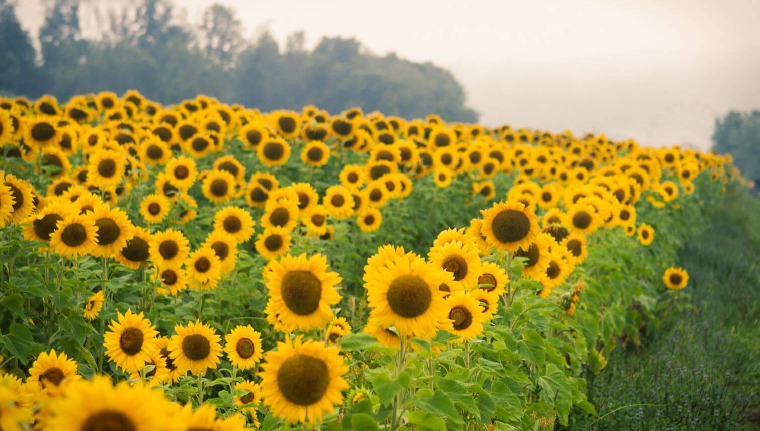 Sunflowers Double G RV Park