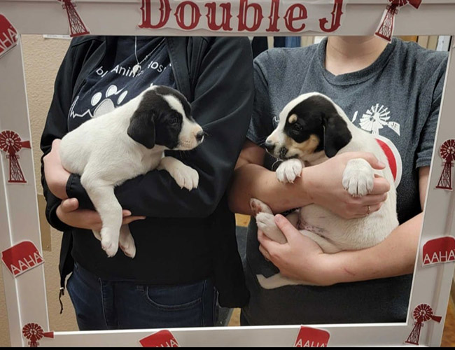 Veterinary Services & Pet Boarding in Hobbs, NM Double J Animal Hospital