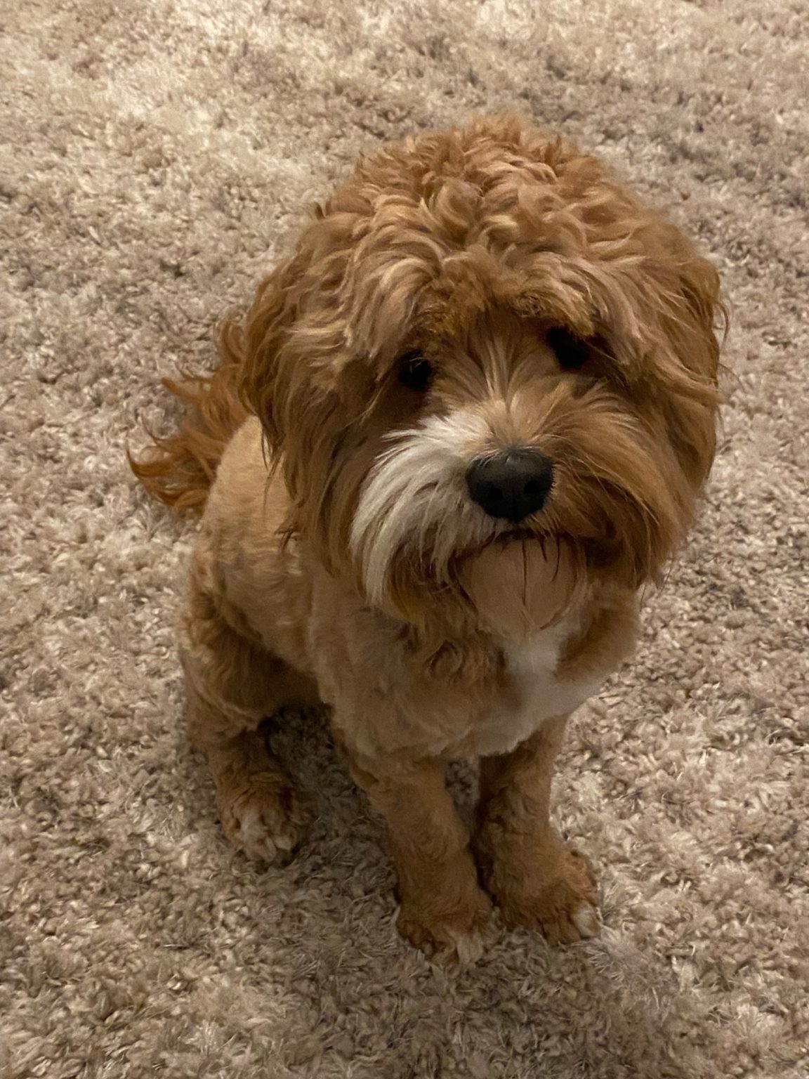 Our Cockapoos Double J Cockapoos