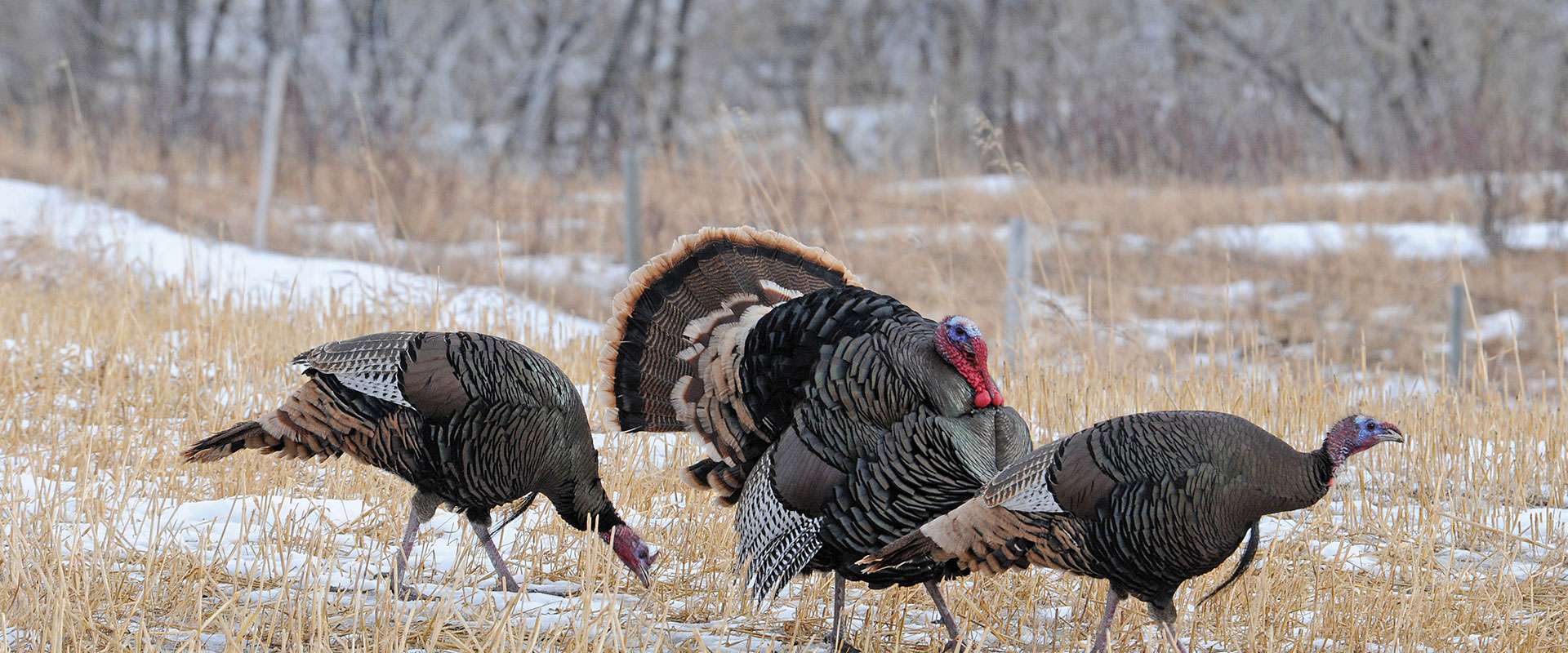 2025 South Dakota Turkey Season Neil Lambert
