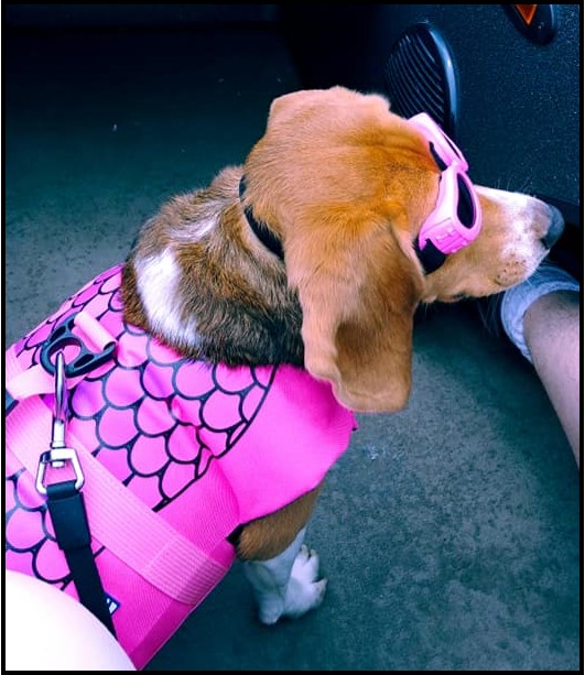 Pet Policy Double Oak Resort on Table Rock Lake