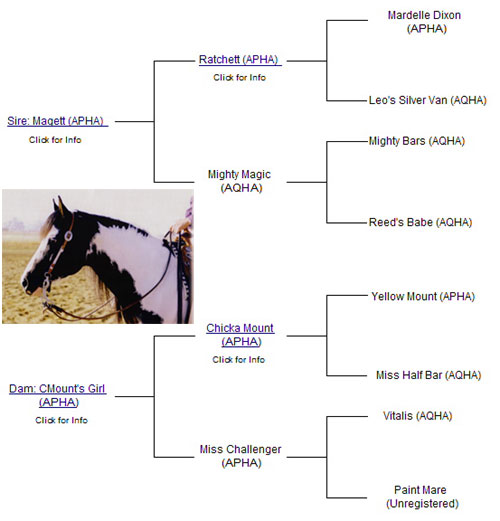 Black Magett Pedigree at Doublestrand Ranch, American Paint Horse