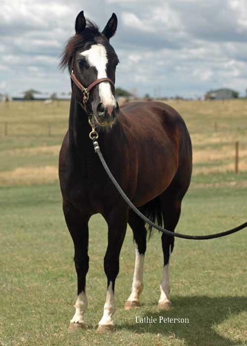 Horses for Sale, American Paint Horses at Doublestrand Ranch, APHA
