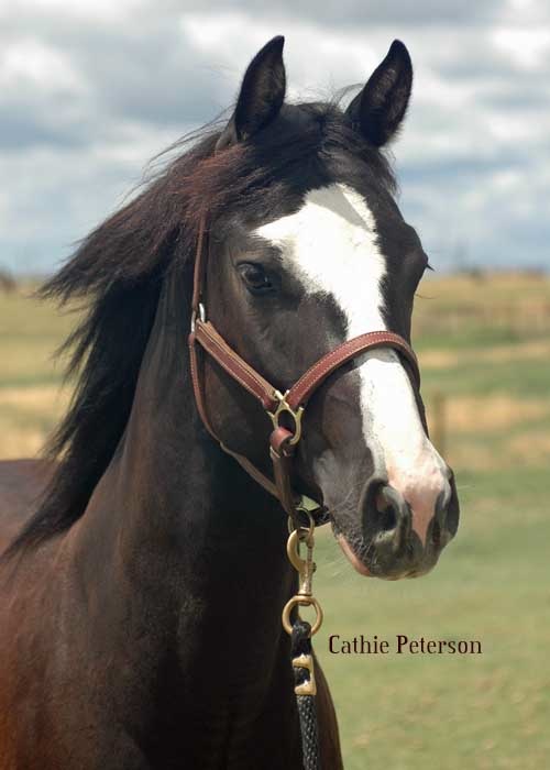 Horses for Sale, American Paint Horses at Doublestrand Ranch, APHA
