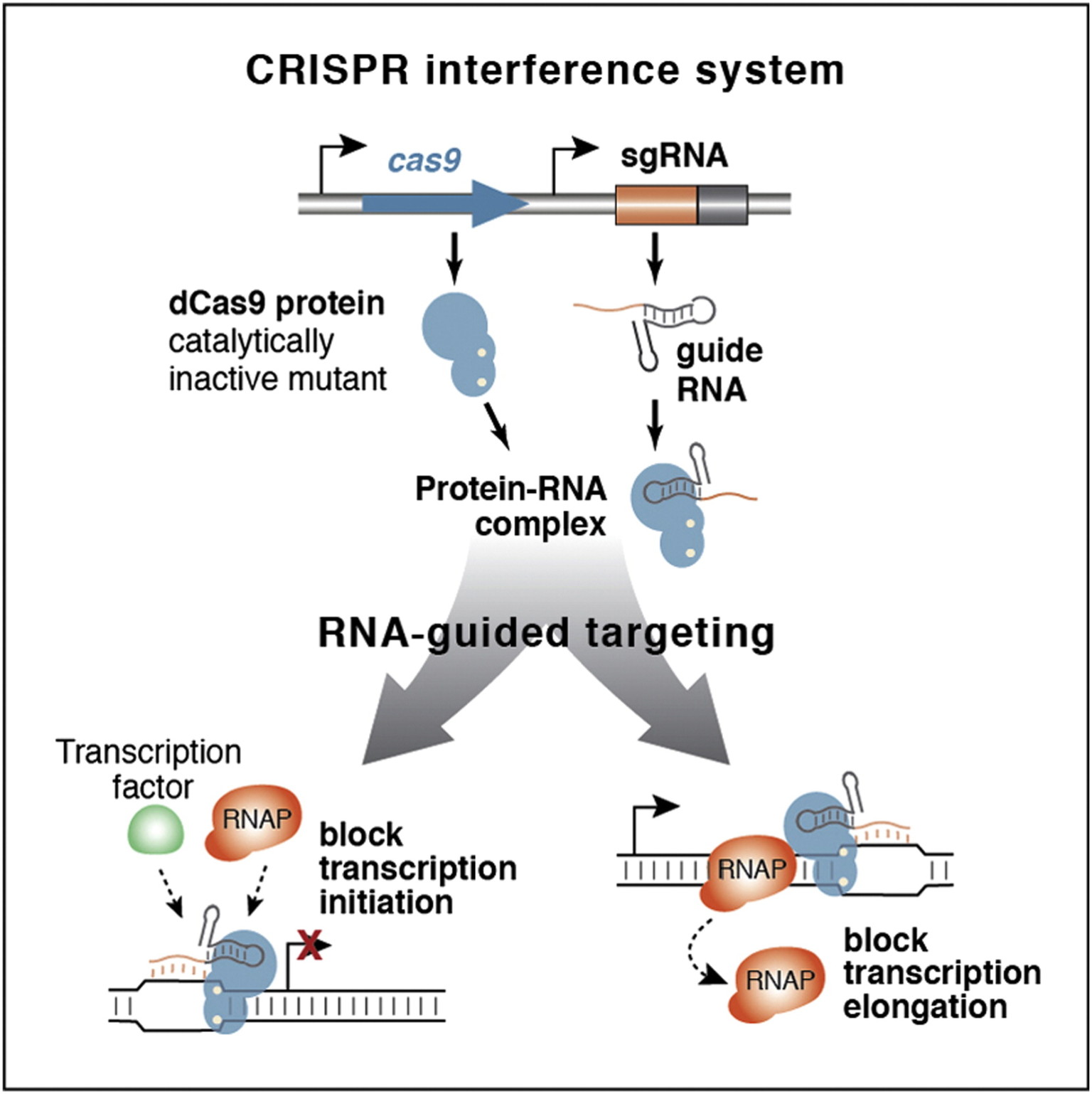 New Gene Editing Tools Doudna Lab
