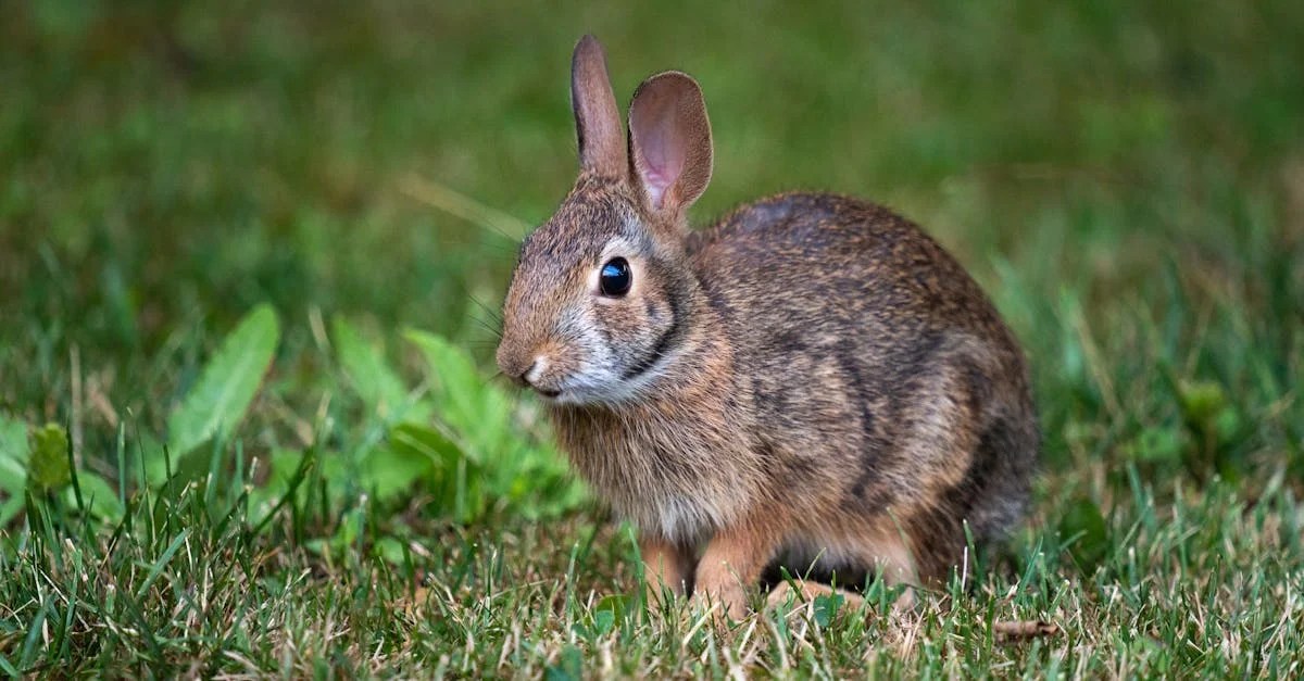 Delicious Rabbit Crockpot Recipes for Effortless Meals