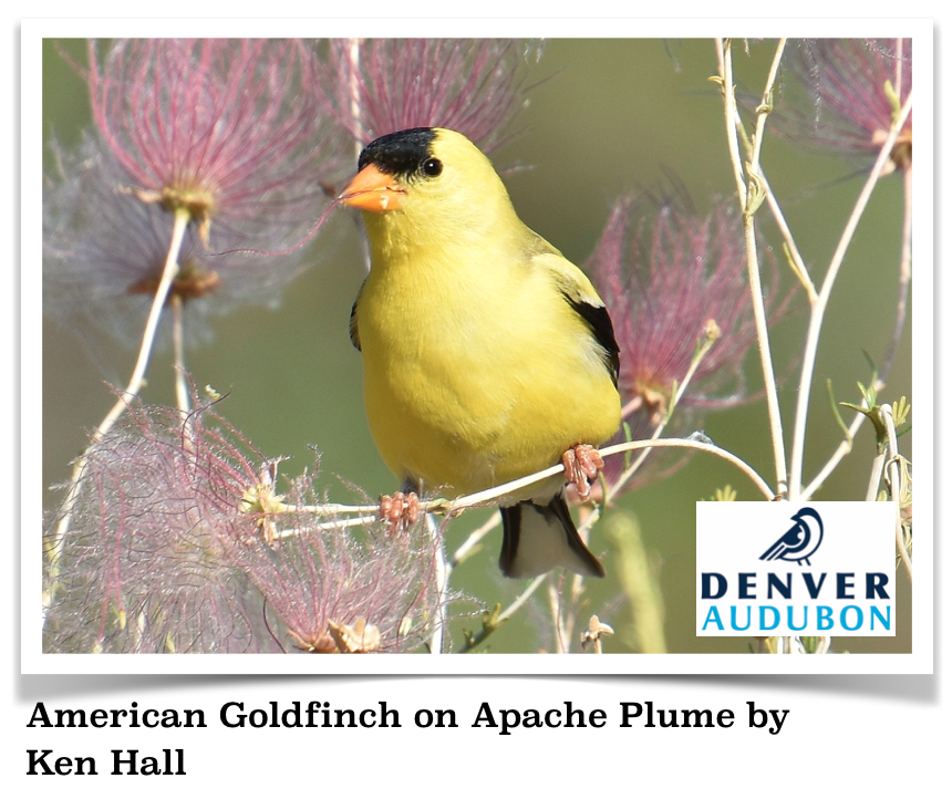 Native Plants for Birds Virtual Guided Tour Douglas Conserves
