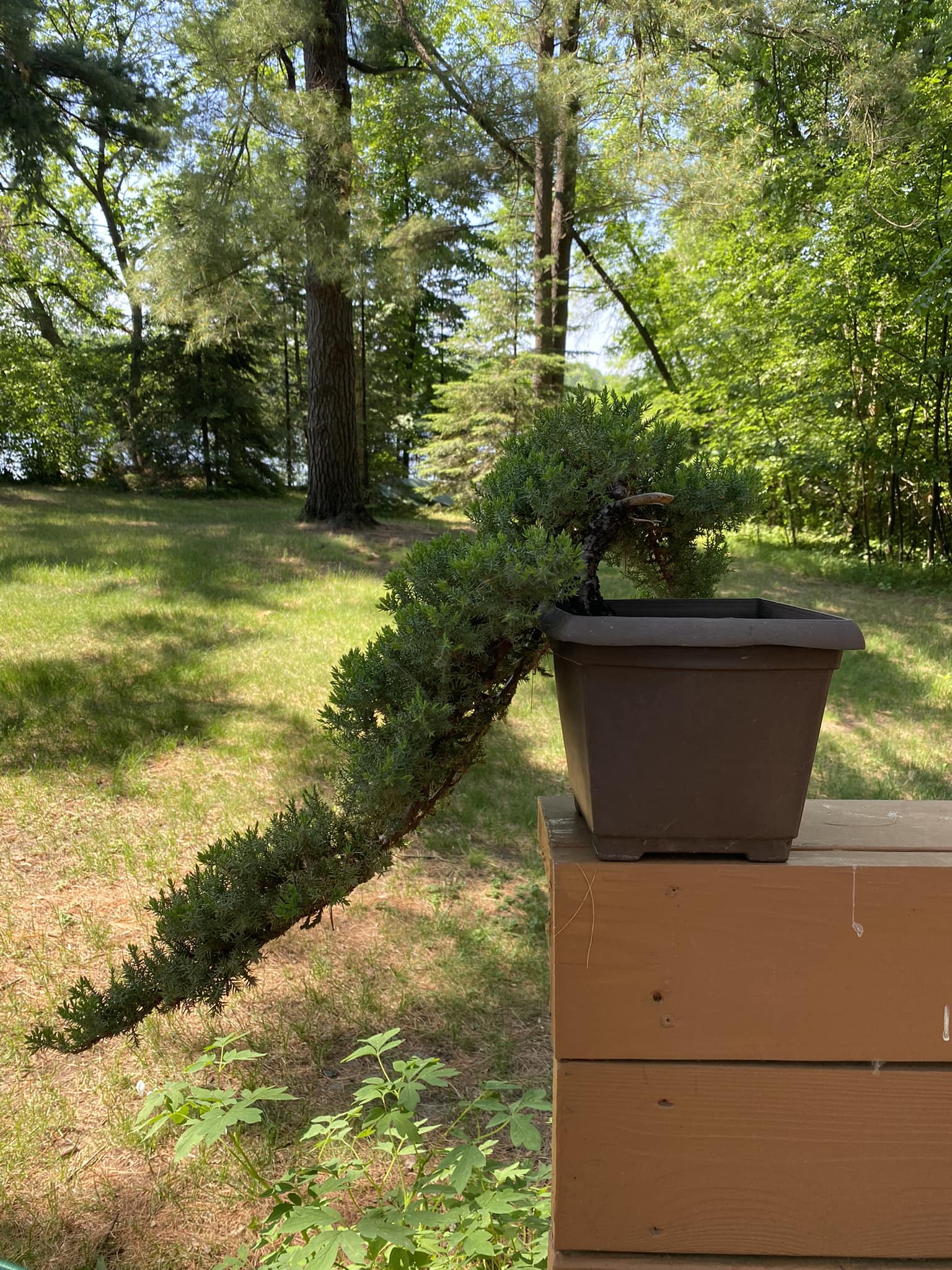 Growing Bonsais Douglas Wood