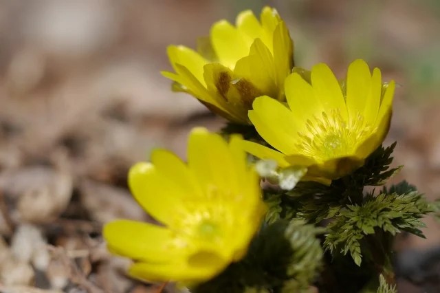 すべての美しい花の画像 50 素晴らしい言葉 花 福寿草