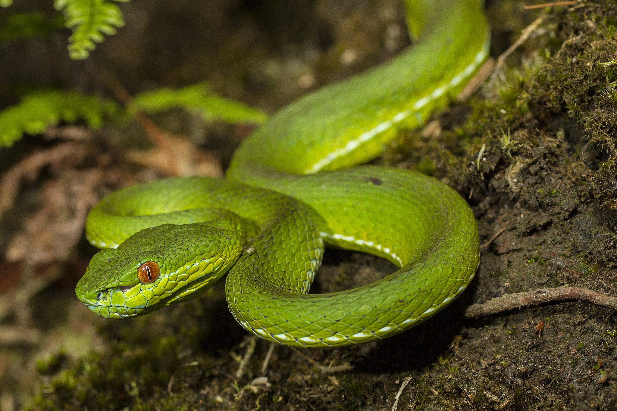 Do Green Tree Snakes Bite at Bobby Atkinson blog