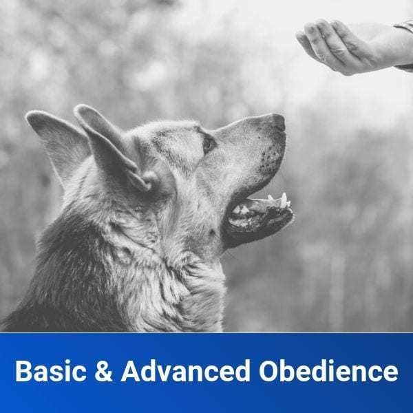 Basic & Advanced Obedience Upgrade Off Leash K9 Training of Dover, DE