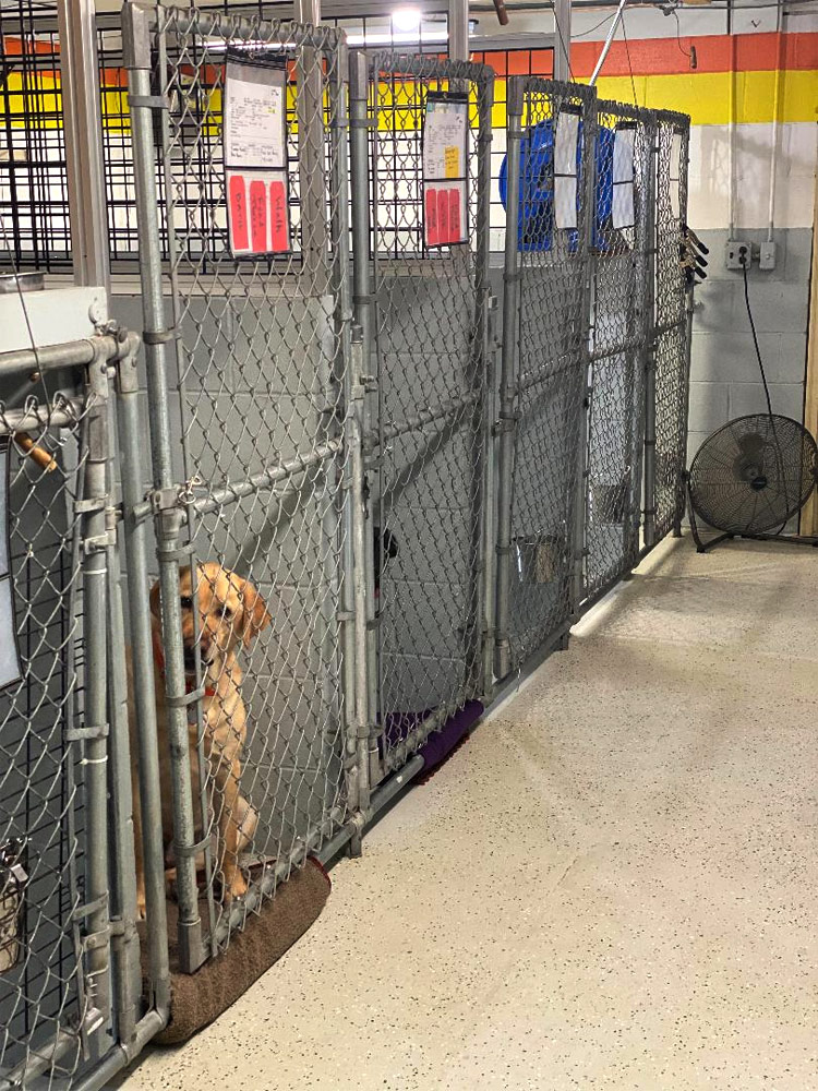 Our rates at Dover Kennels, All Breed Dog Boarding