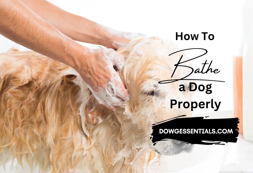 How to Bathe a Dog Properly StepbyStep Guide DOWG Essentials
