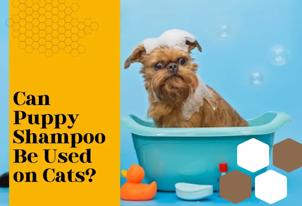 Can puppy shampoo be used on cats DOWG Essentials