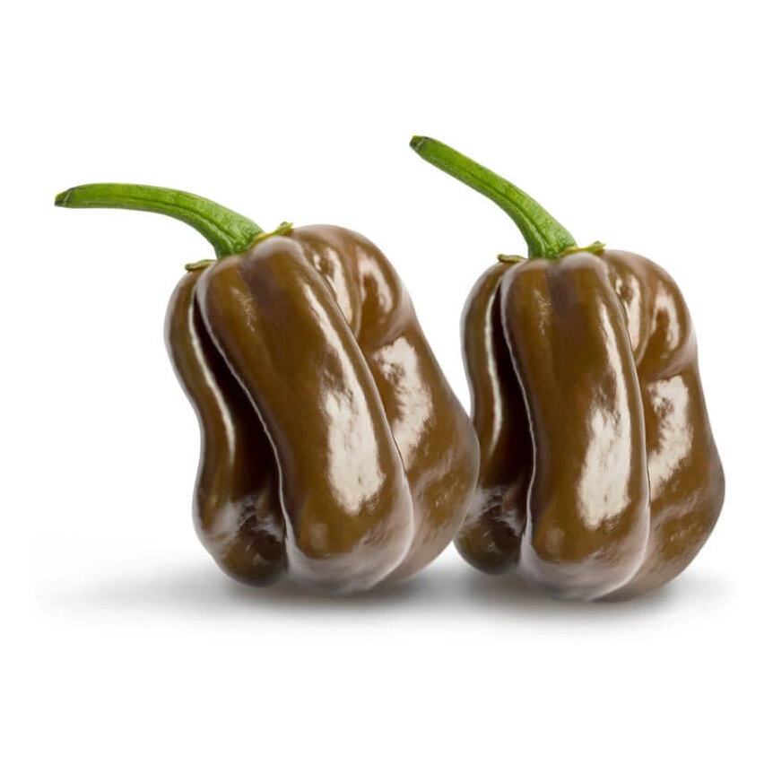 Sementes De Pimenta Habanero Chocolate Pepper Chili Ardida Shopee Brasil