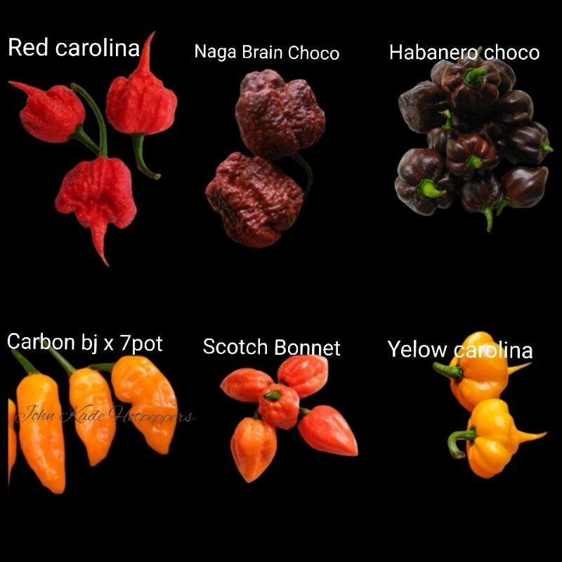 Jual Benih Biji Cabai Carolina Reaper RedCarolina Yelow Habanero