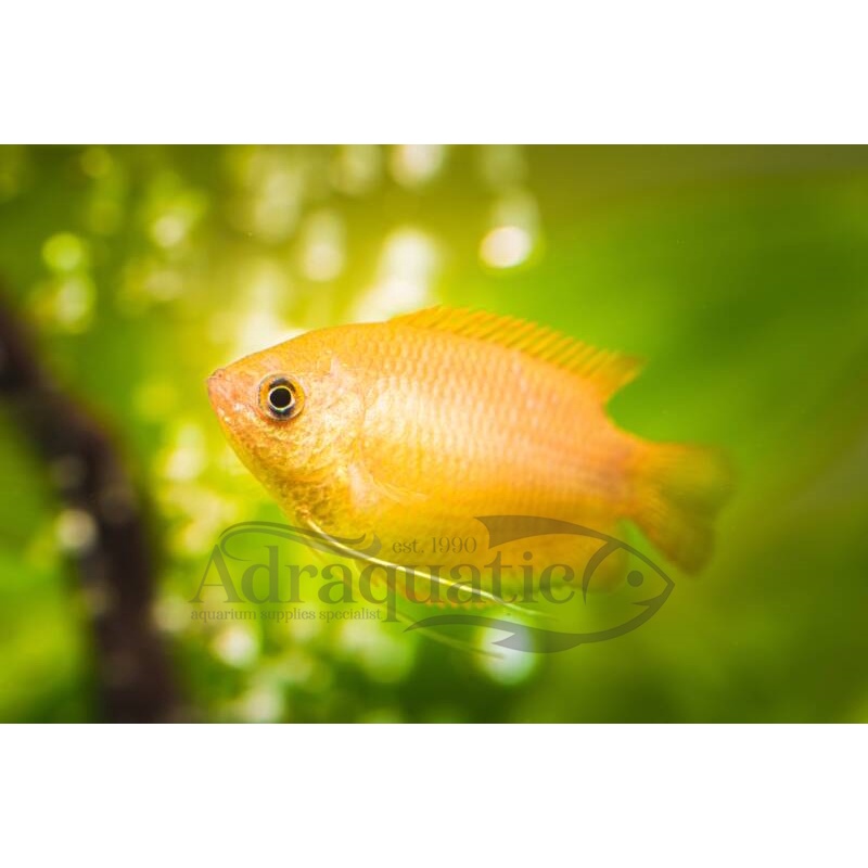 Jual (INSTANT BANDUNG) IKAN HIAS CHUNA MADU CHUNANG HONEY GOURAMI AIR