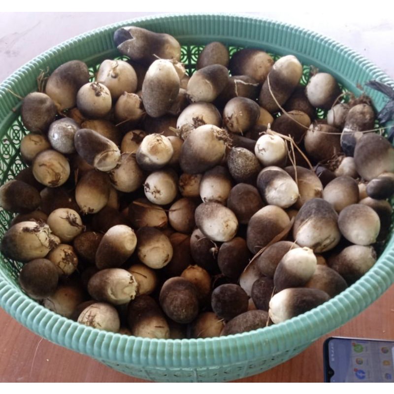 Jual Jamur Merang Fresh Segar 1 kg Shopee Indonesia