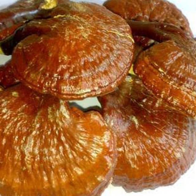 Jual Jamur Lingzhi kering Shopee Indonesia