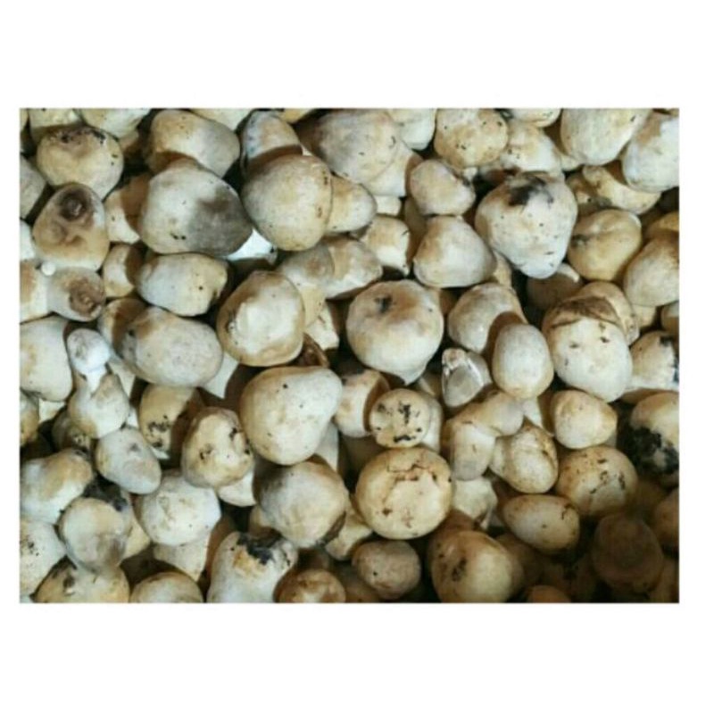Jual Jamur Merang 1 kg Shopee Indonesia