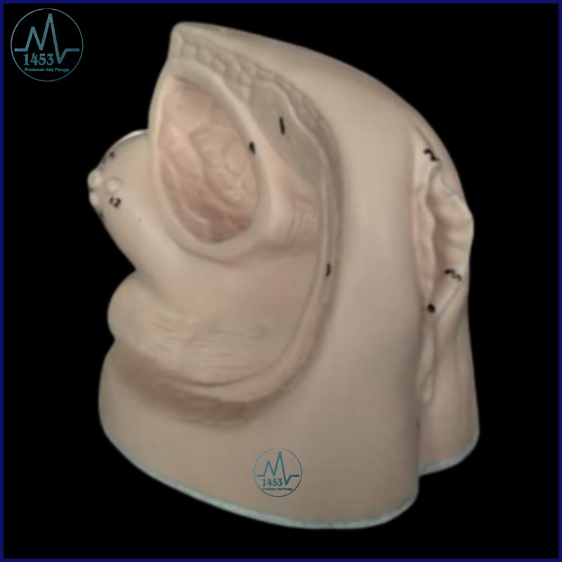 Jual KATETER WANITA / ALAT PERAGA PHANTOM MANEKIN KATETER BAHAN
