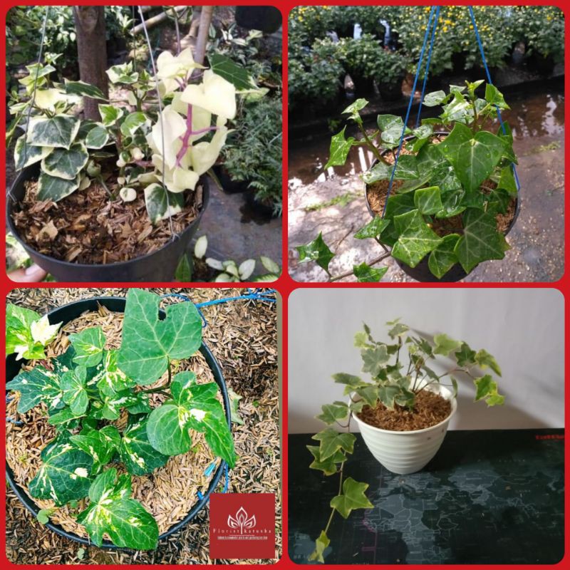 Jual paket 4 tanaman gantung english ivy daun tipisivy daun tebal