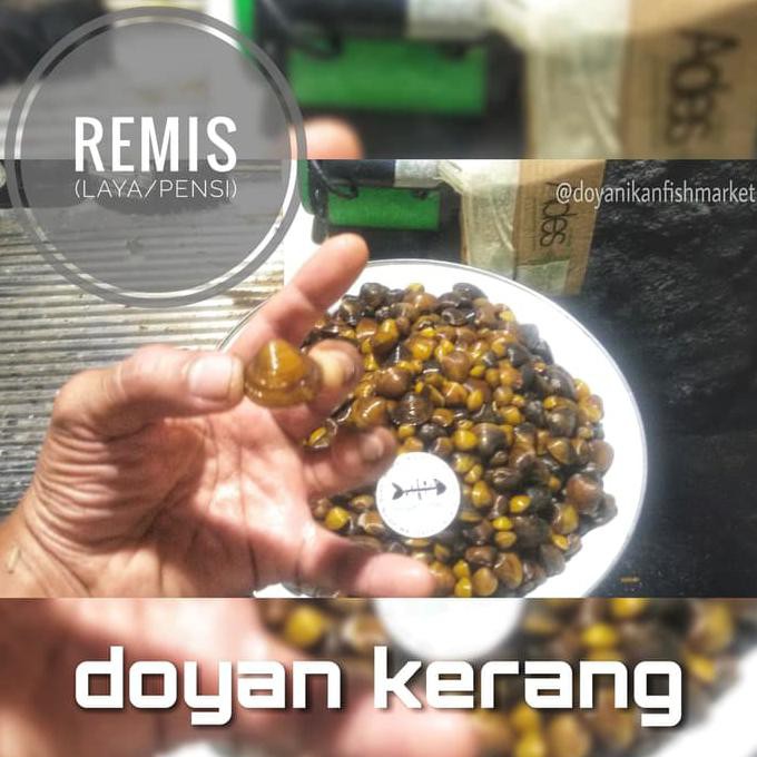 Jual PROMO REMIS LAYA PENSI KERANG KECIL AIR TAWAR Shopee Indonesia